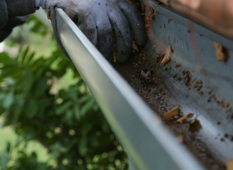 Cleaning the gutter from autumn leaves before winter season. Roof gutter cleaning process.